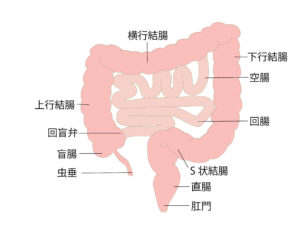 大腸のイラスト