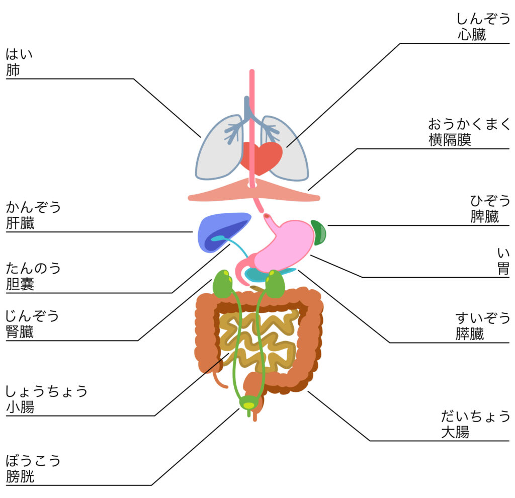 人間の臓器のイラスト